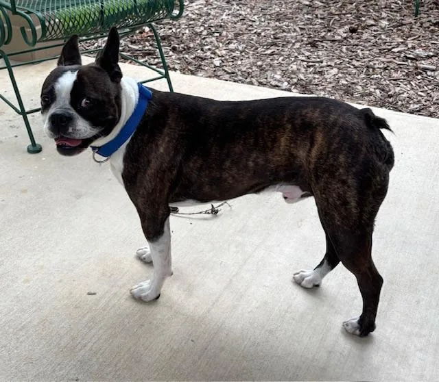 An adult medium-sized male Boston Terrier dog named Bruno for adoption in Van Vleck, TX