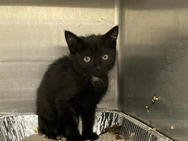 A baby small-sized female Domestic Short Hair cat named Sarah for adoption in Tustin, CA
