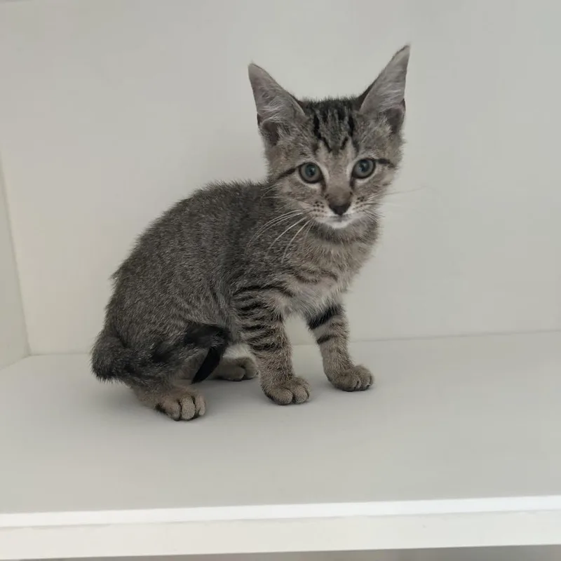 A baby small-sized female Brown / Chocolate Domestic Short Hair cat named Jj for adoption in Greensboro, NC