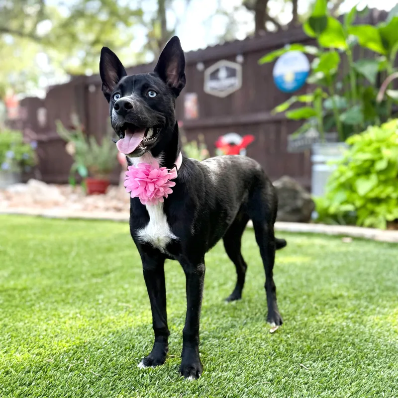 A young medium-sized female Black Siberian Husky dog named Willow for adoption in Southport, CT