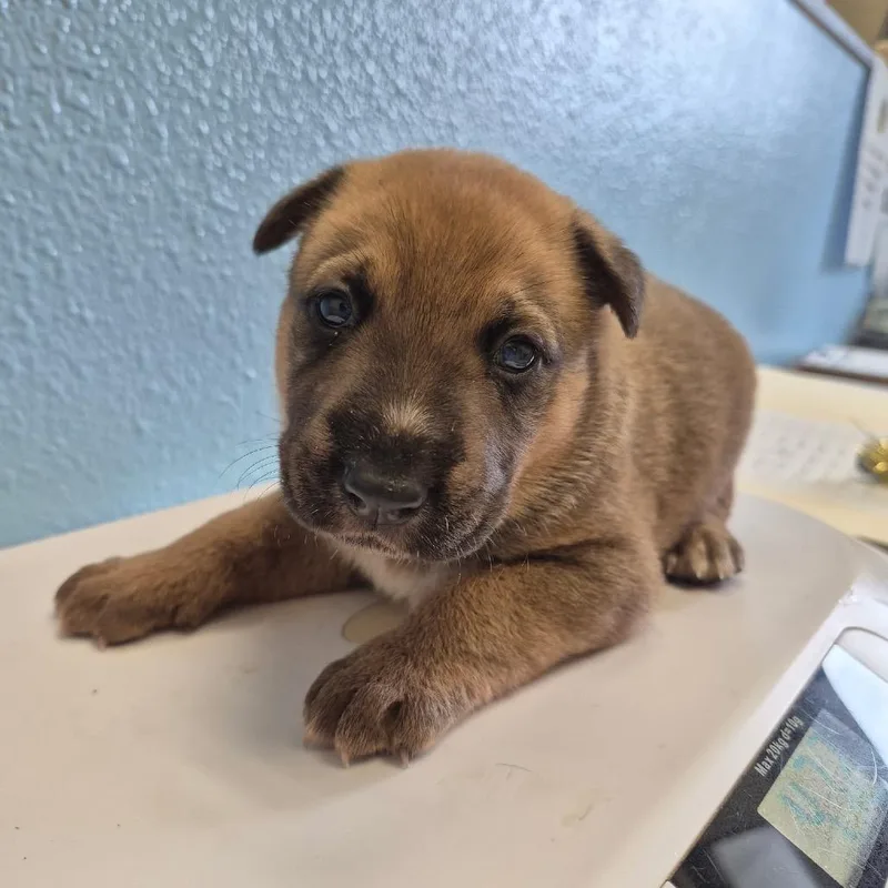 A baby small-sized female Sable German Shepherd Dog dog named Violet for adoption in Bastrop, TX