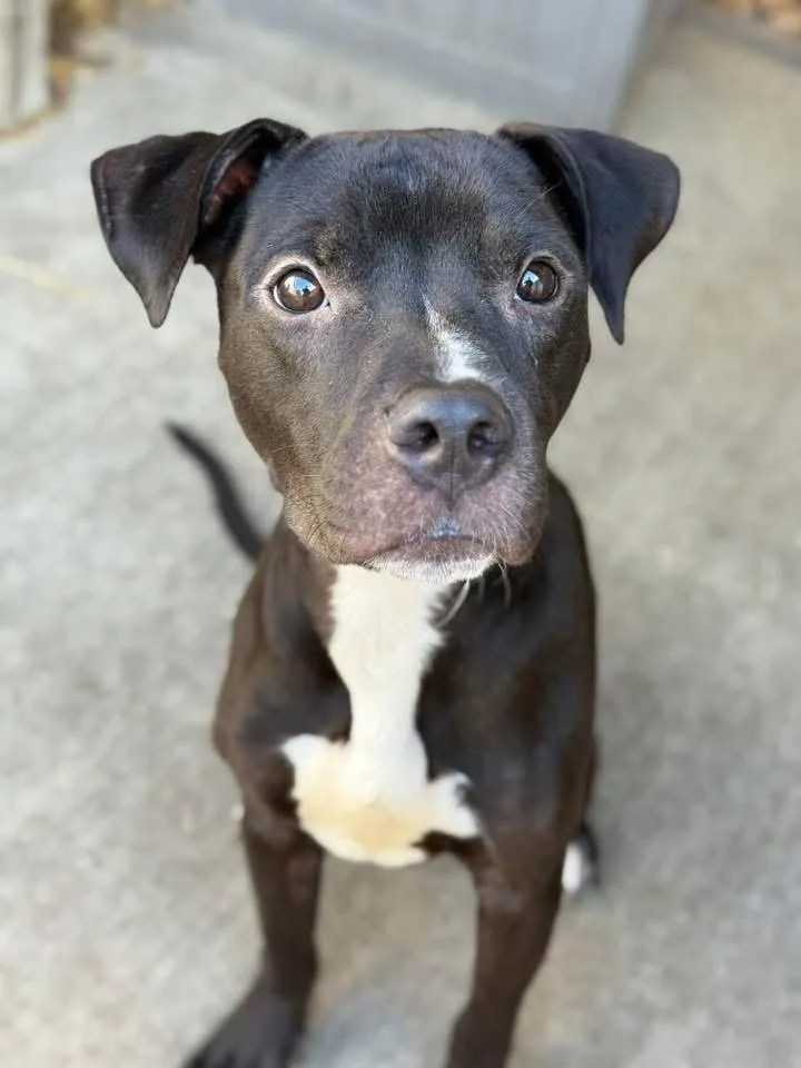 An adult medium-sized male Black Pit Bull Terrier dog named Prometheus for adoption in Chicago, IL