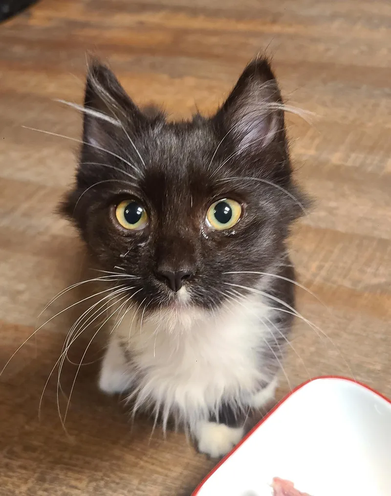 Furby & Crew thumbnail 2