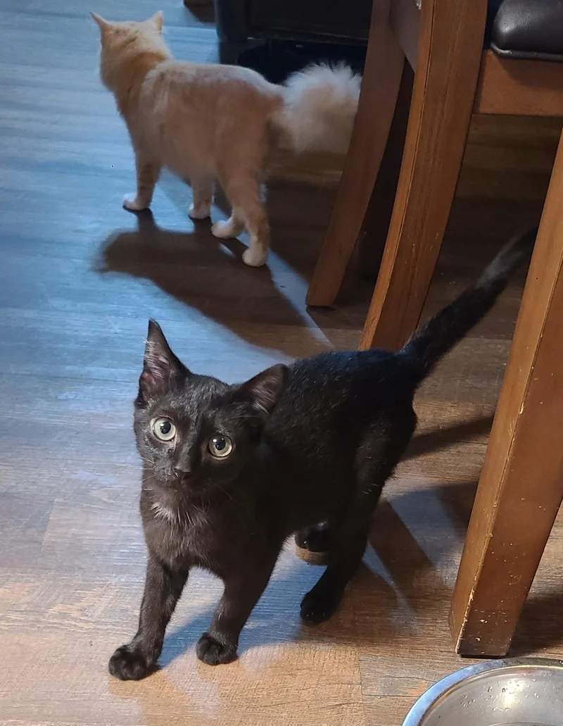 Furby & Crew thumbnail 3