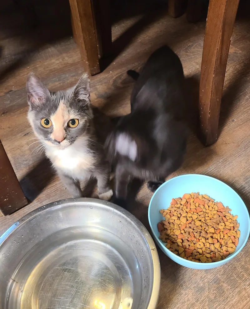 Furby & Crew thumbnail 4