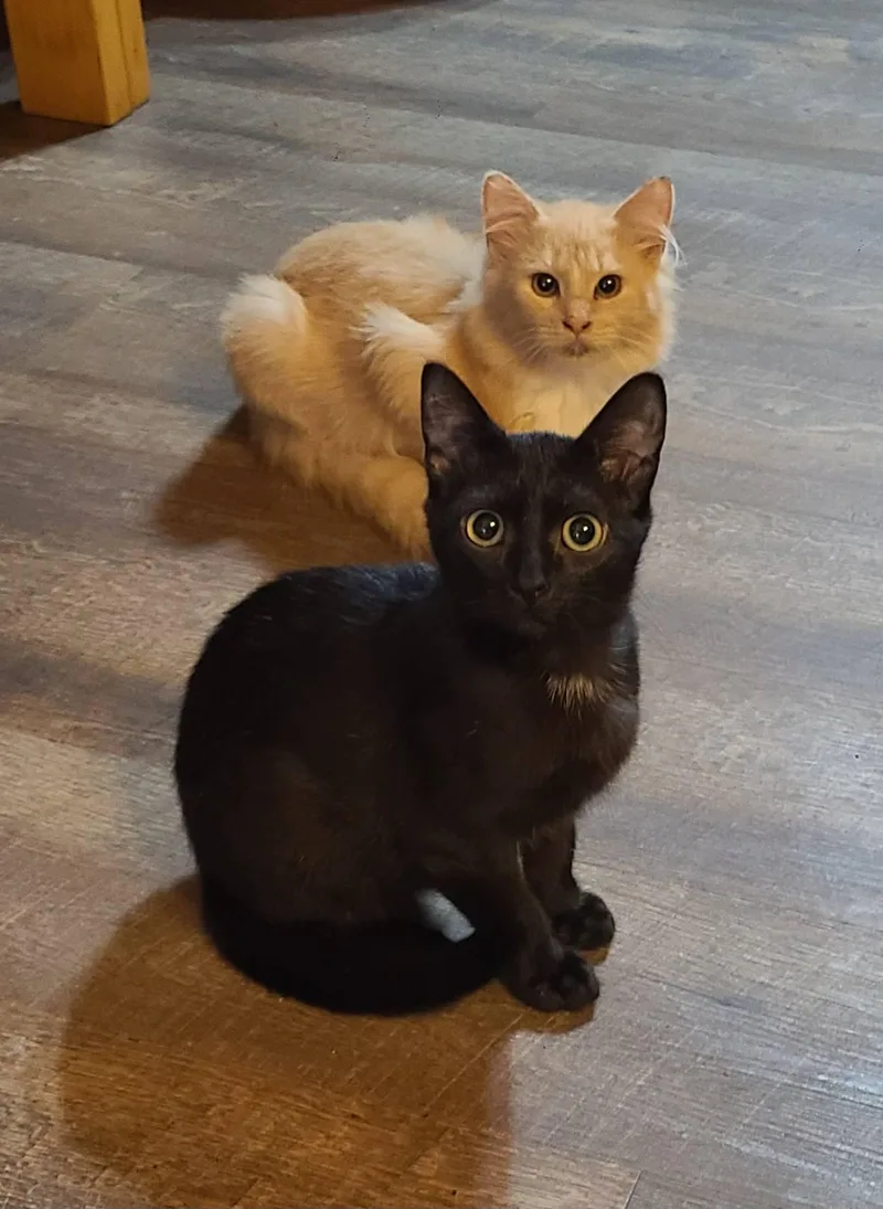 Furby & Crew thumbnail 5