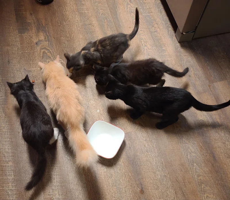 Furby & Crew thumbnail 6