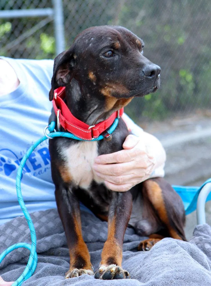 A young medium-sized male Tricolor (Brown, Black, & White) Terrier dog named Baklava for adoption in Kansas City, KS