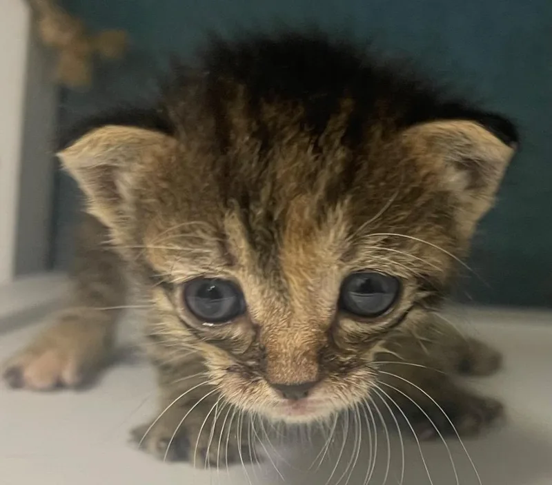 A baby medium-sized female Domestic Short Hair cat named Ally for adoption in Seven Points, TX
