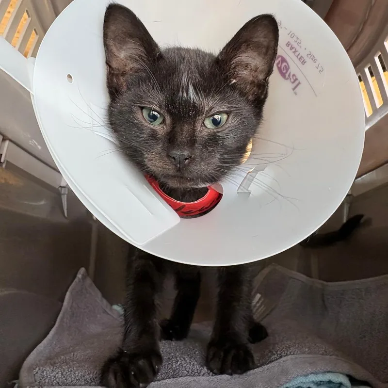 A baby small-sized female Black Domestic Short Hair cat named Newbie for adoption in Leander, TX