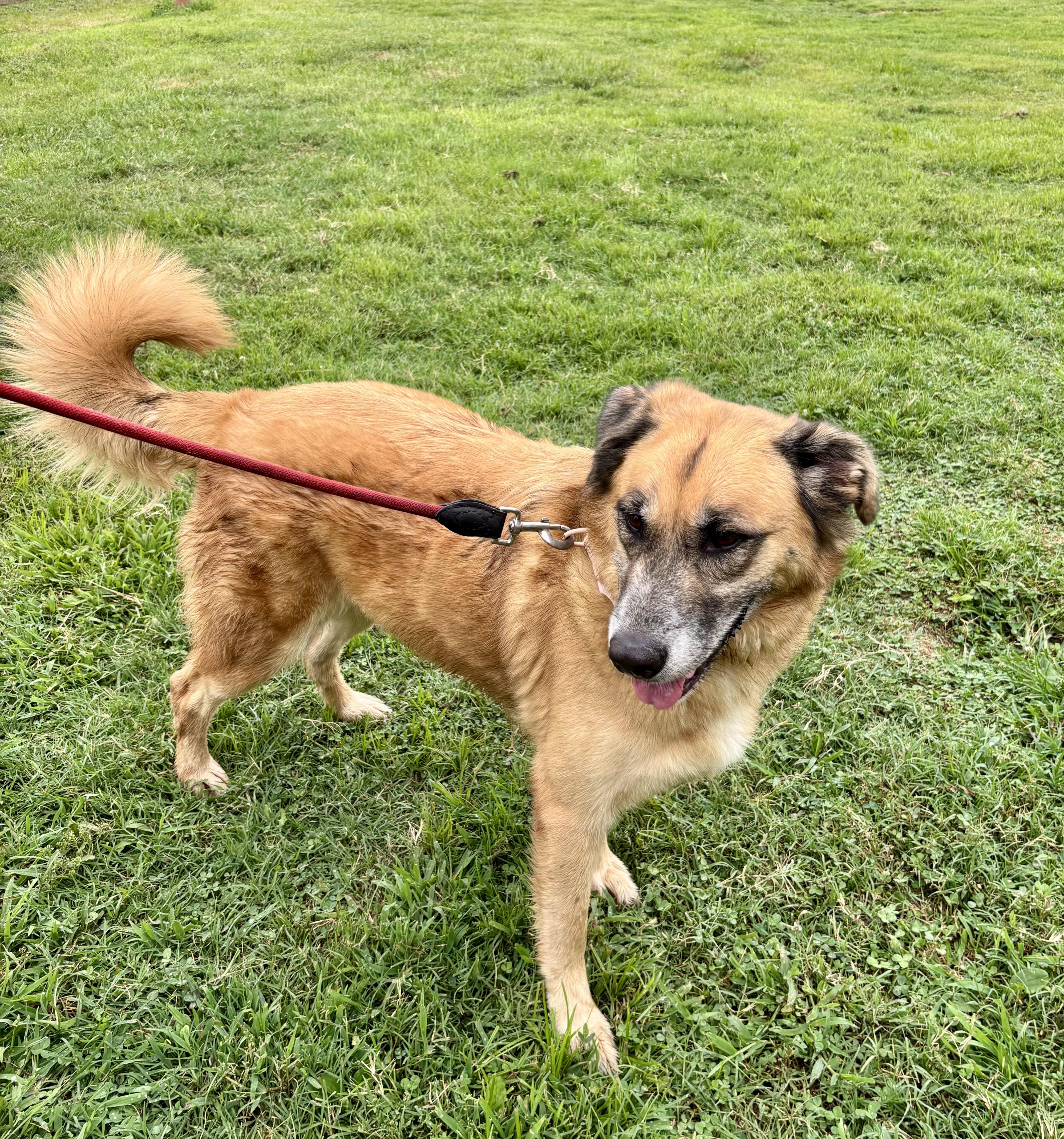 An adult large-sized female Golden Labrador Retriever dog named Ella for adoption in Owensboro, KY