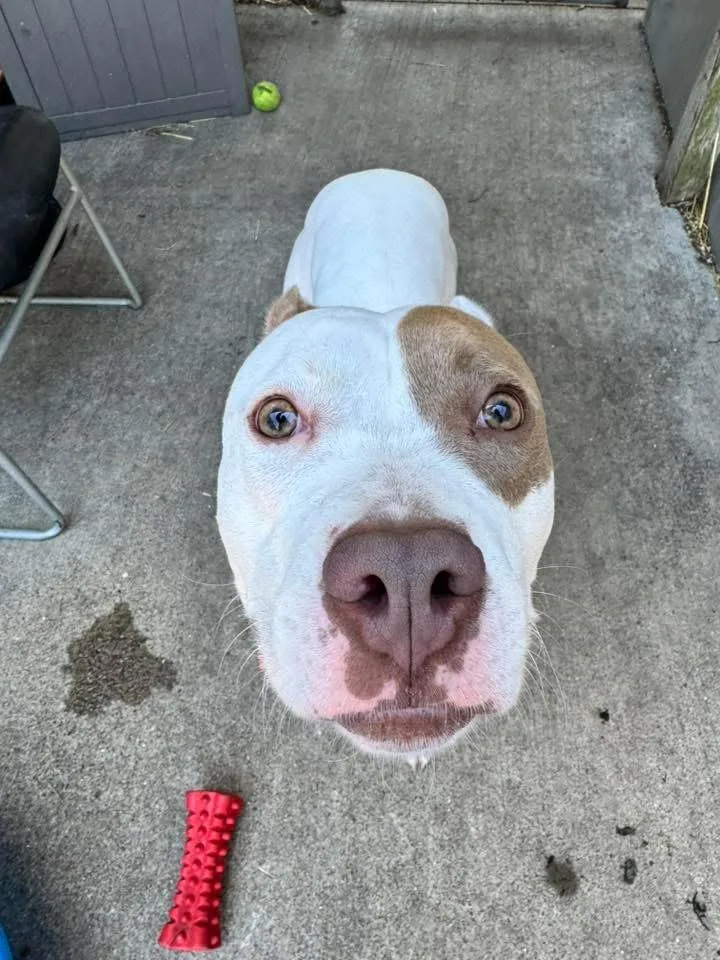 An adult medium-sized female White / Cream Pit Bull Terrier dog named Kelsie for adoption in Chicago, IL