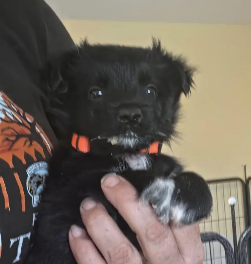 A baby small-sized male Tricolor (Brown, Black, & White) Shepherd dog named Doc Ock for adoption in Lakeland, FL
