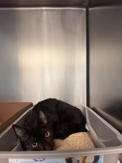 An adult small-sized male Domestic Short Hair cat named Mr. Kit for adoption in West Chester, PA