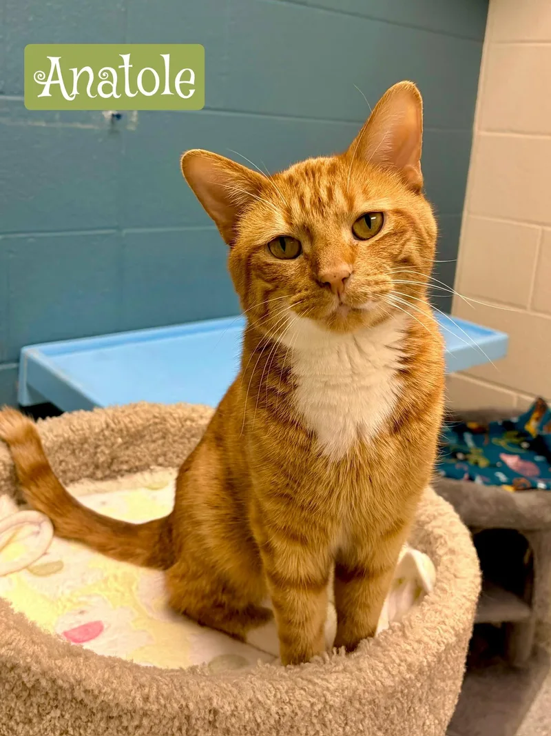 An adult small-sized male Orange & White Tabby cat named Anatole for adoption in Valparaiso, IN