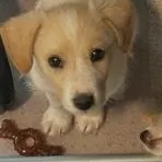 A baby small-sized male Apricot / Beige Cairn Terrier dog named Roscoe for adoption in Greenville, SC