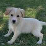 Roscoe thumbnail 2