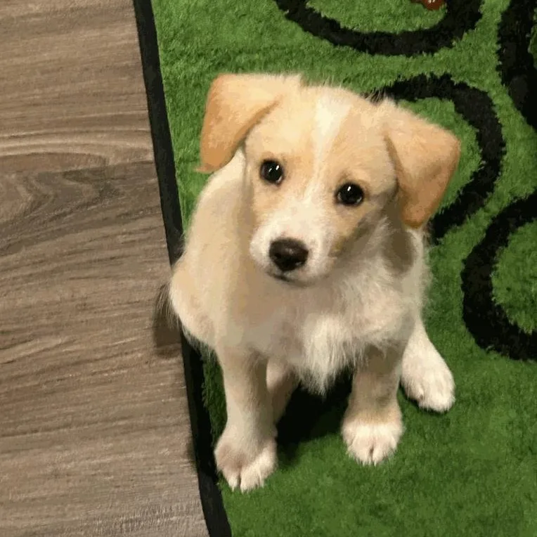 Roscoe thumbnail 3