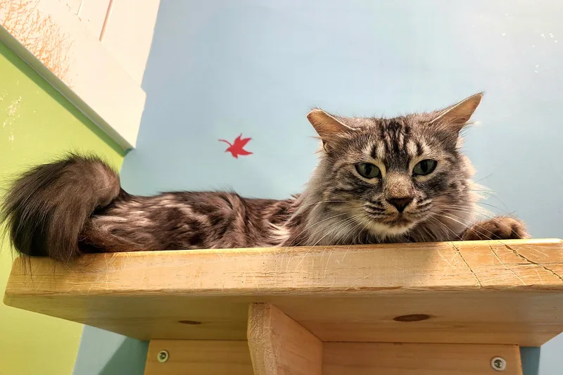 A young medium-sized female Tabby (Gray / Blue / Silver) Domestic Medium Hair cat named Zelda for adoption in Kirkland, WA