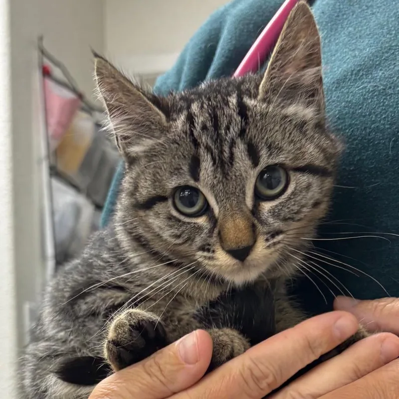 A baby small-sized female Brown / Chocolate Domestic Short Hair cat named Alice for adoption in Spokane, WA