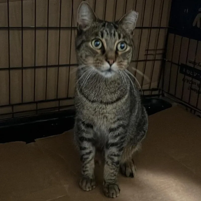 A young small-sized female Gray / Blue / Silver Domestic Short Hair cat named Tavi for adoption in Brooklyn, NY