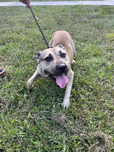 A young large-sized female American Bulldog dog named Athena for adoption in Miami, FL
