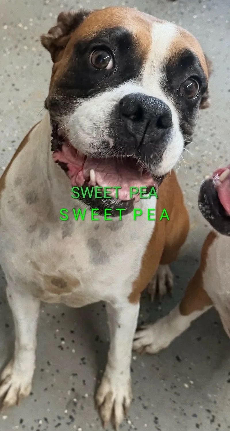 A young medium-sized female Boxer dog named Sweetpea for adoption in Woodbury, MN