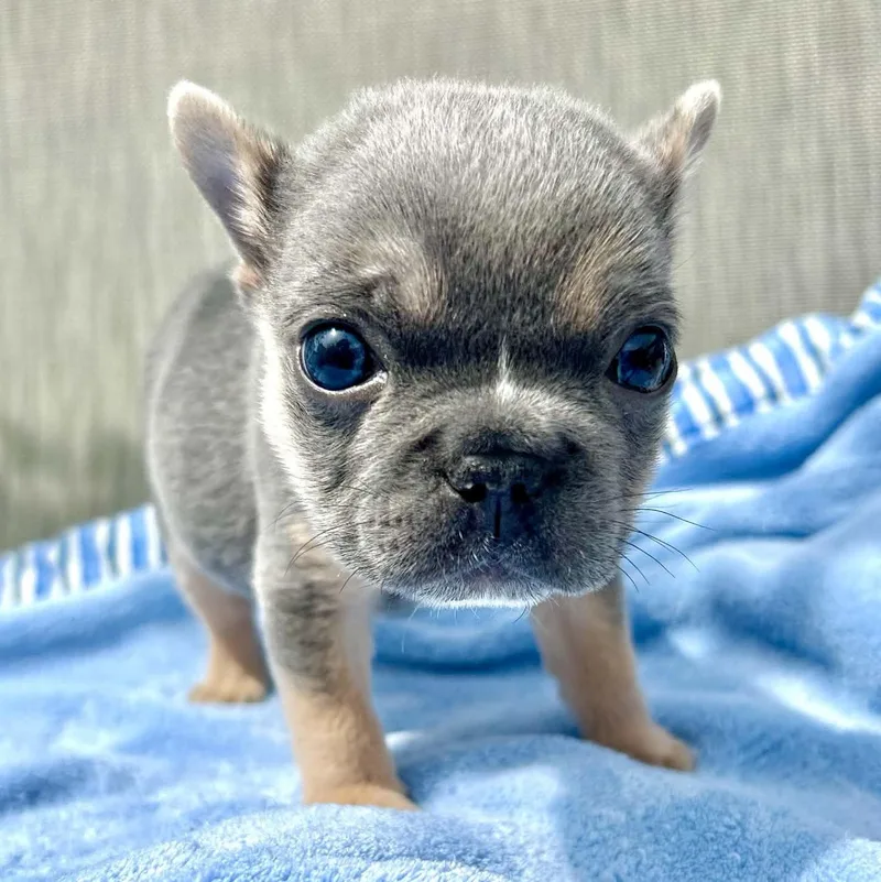 A baby small-sized male Gray / Blue / Silver French Bulldog dog named Fig for adoption in Brockport, NY