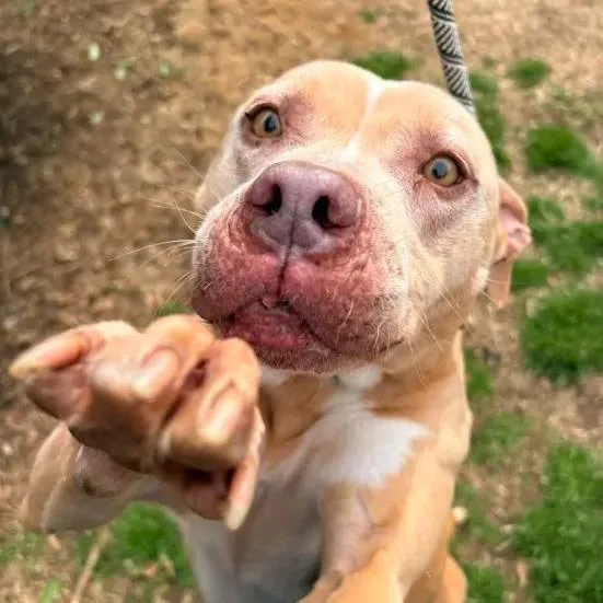 Queen Mushy thumbnail 4