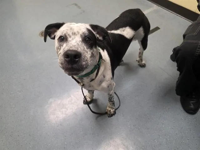 A young medium-sized male Australian Cattle Dog / Blue Heeler dog named Bingo for adoption in Denver, CO