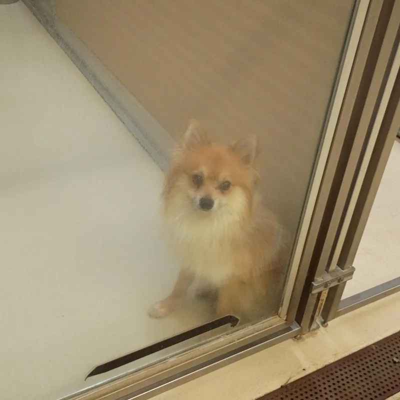 A young small-sized male Yellow / Tan / Blond / Fawn Pomeranian dog named Peanut for adoption in Phoenixville, PA