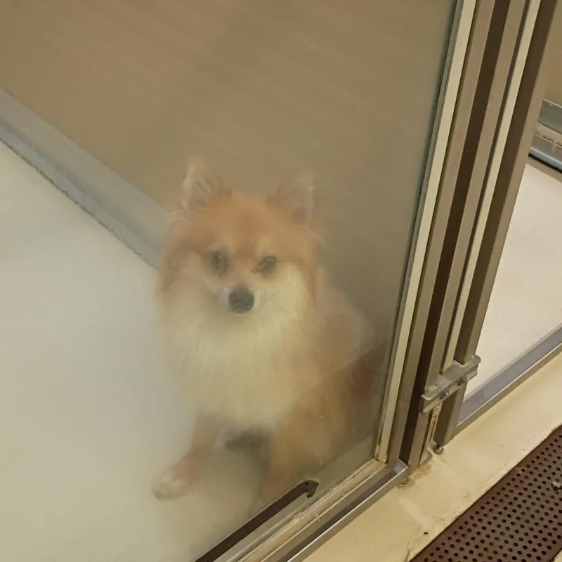 Peanut thumbnail 2