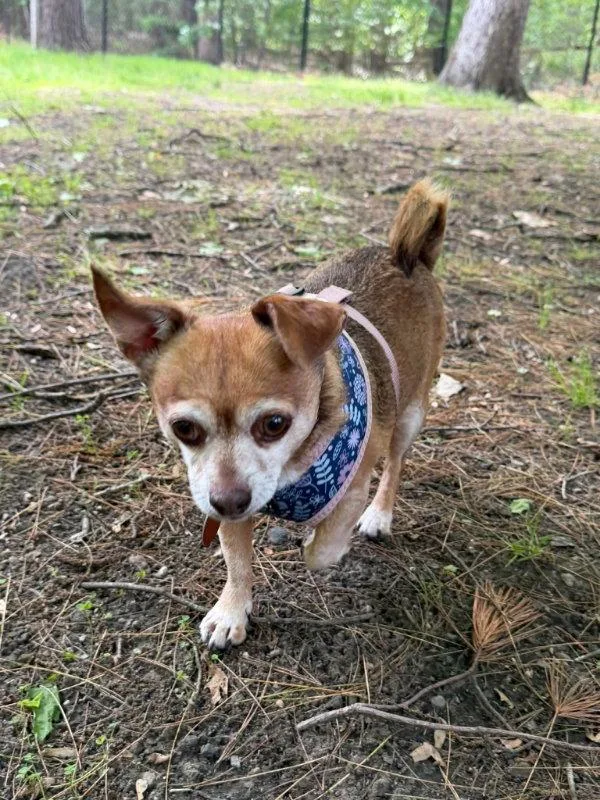 A young medium-sized female Chihuahua dog named Bella for adoption in East Derry, NH