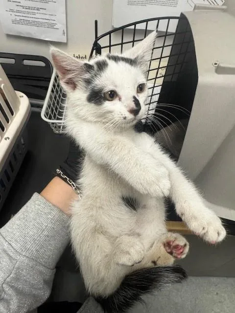 An adult small-sized male Domestic Short Hair cat named Armando for adoption in Van Nuys, CA
