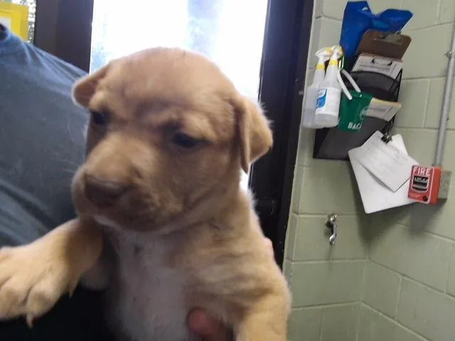A baby small-sized female Pit Bull Terrier dog named Aphrodite for adoption in Tulsa, OK
