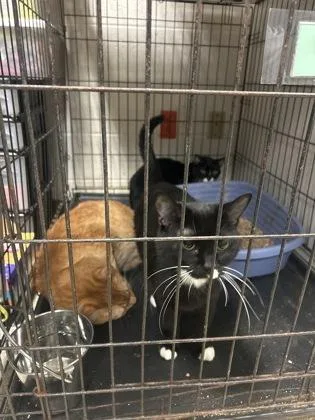 Millificent thumbnail 2