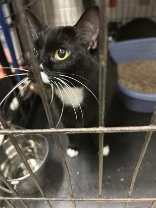 Millificent thumbnail 3