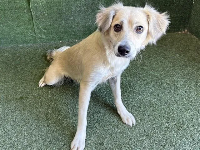 An adult medium-sized female Brittany Spaniel dog named Basil for adoption in Lancaster, CA
