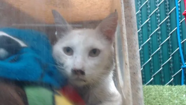 A young medium-sized male Domestic Short Hair cat named Chaplin for adoption in Downey, CA