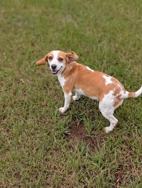 An adult small-sized female Brown / Chocolate Beagle dog named Blanch for adoption in Aiken, SC