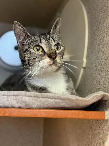 An adult small-sized female Domestic Short Hair cat named June for adoption in Washington, DC