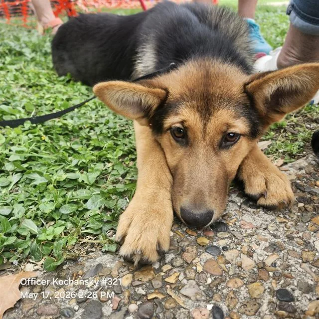 A baby small-sized female German Shepherd Dog dog named Lilo for adoption in San Antonio, TX