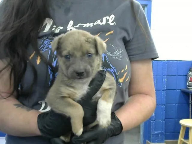 A baby small-sized female Australian Cattle Dog / Blue Heeler dog named Boo Boo for adoption in Albuquerque, NM