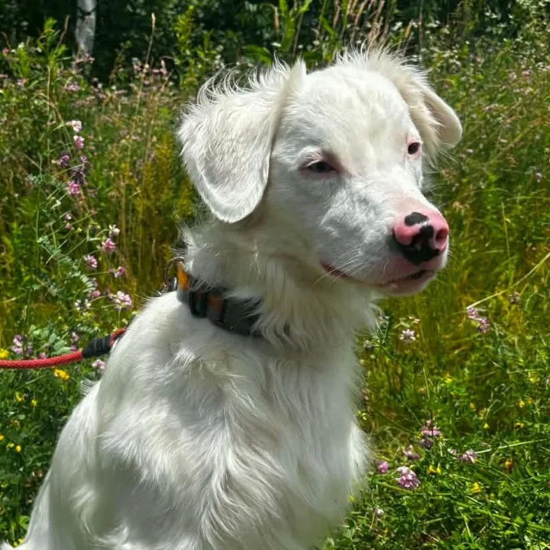 An adult small-sized male Australian Shepherd dog named Nelson for adoption in Thomaston, ME