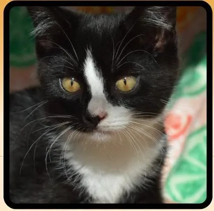 A baby medium-sized male Black & White / Tuxedo Domestic Short Hair cat named Arnold Palmer for adoption in Springfield, OR