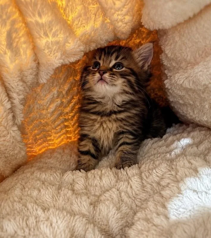 A young medium-sized female Tabby (Brown / Chocolate) Domestic Medium Hair cat named Laurel for adoption in North Babylon, NY