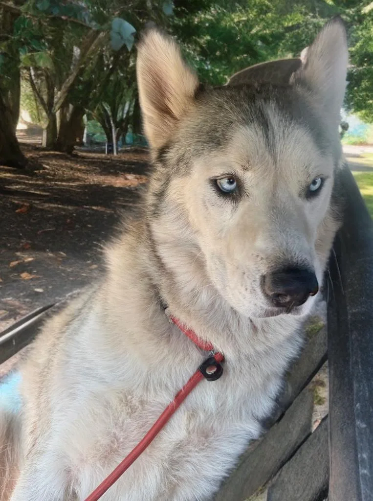 A young large-sized male Alaskan Malamute dog named Diablo for adoption in Sumter, SC