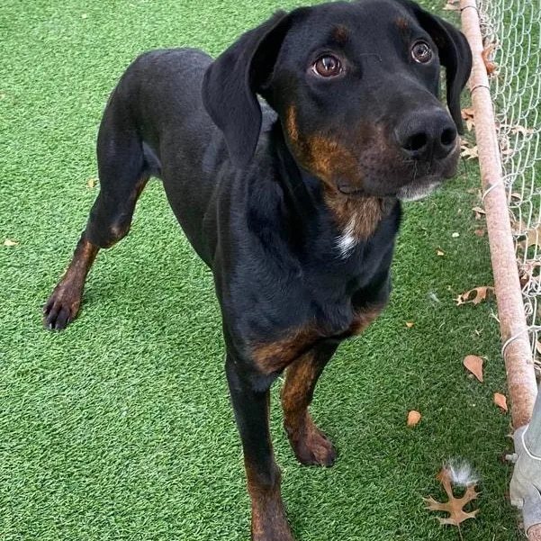 A baby medium-sized male Doberman Pinscher dog named Dennis for adoption in Newport, WA