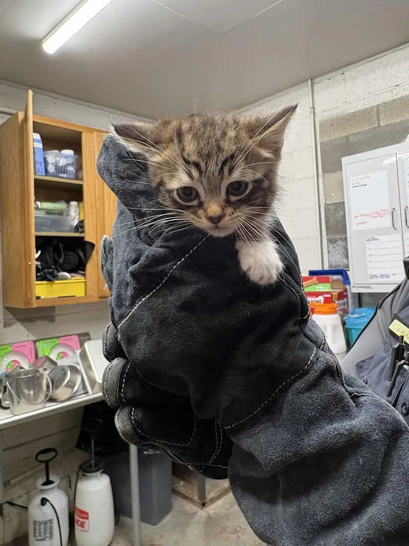 A young small-sized male Tabby (Brown / Chocolate) Domestic Short Hair cat named Spencer for adoption in Oakdale, CA