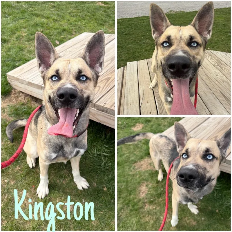 Kingston thumbnail 3